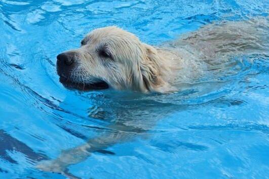 Pool Safety for Dogs